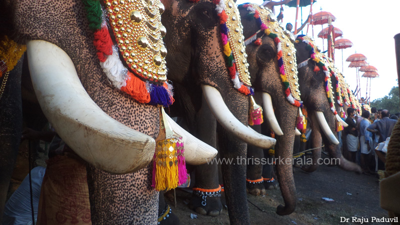 thrissur-pooram-2013-1 (42)